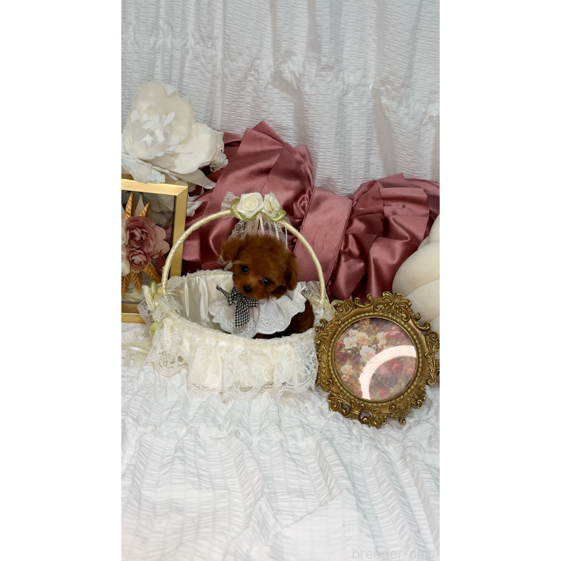 販売中の兵庫県のティーカッププードル-411059の6枚目