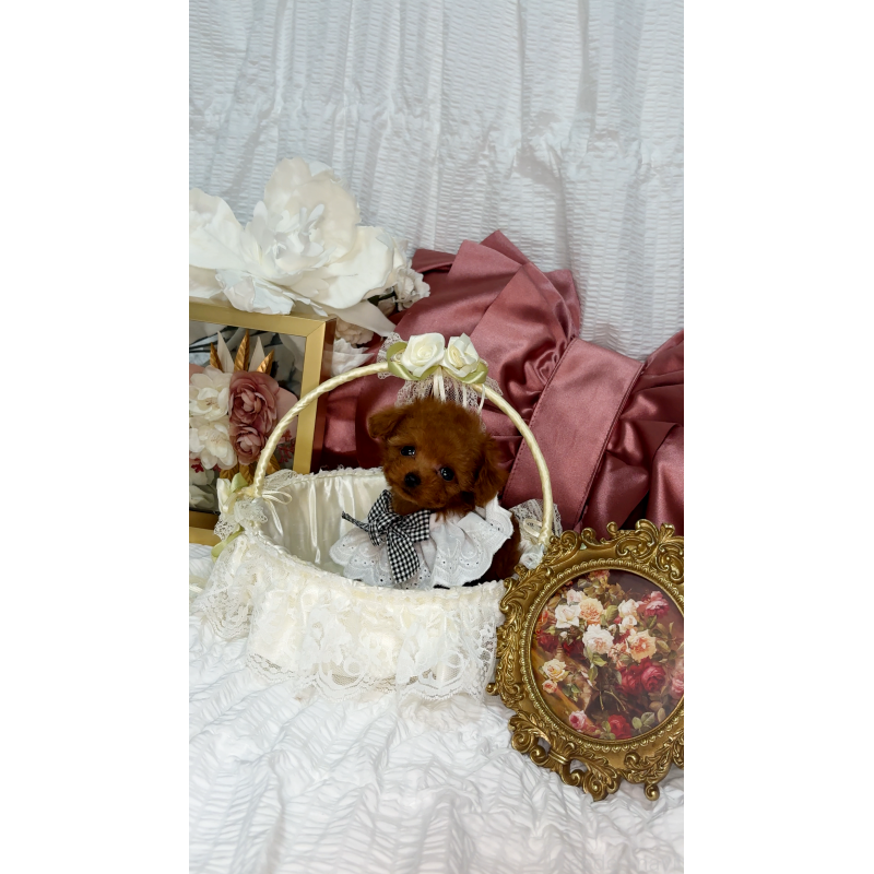 販売中の兵庫県のティーカッププードル-411059の5枚目