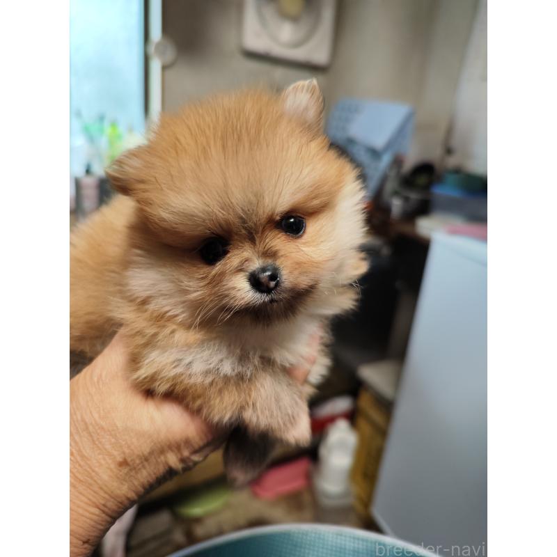 成約済の静岡県のポメラニアン-420869の4枚目