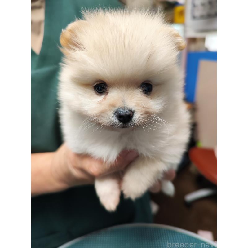 成約済の静岡県のポメラニアン-420868の3枚目