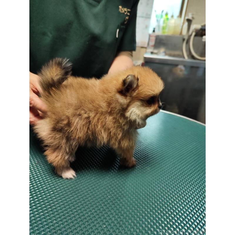 成約済の静岡県のポメラニアン-420867の4枚目