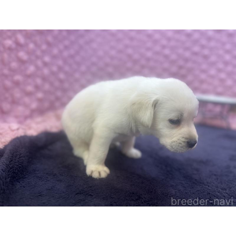 販売中の茨城県のラブラドールレトリーバー-421868の13枚目