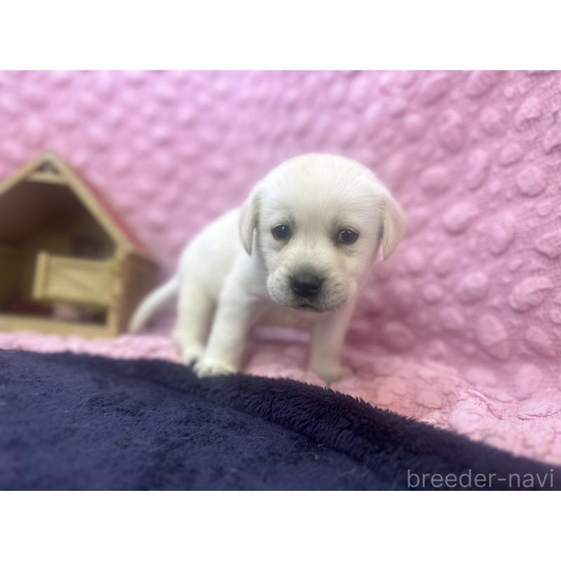 販売中の茨城県のラブラドールレトリーバー-421868の9枚目