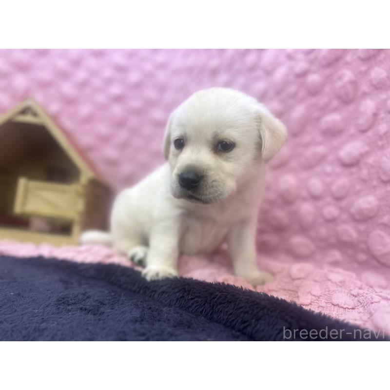 販売中の茨城県のラブラドールレトリーバー-421868の8枚目