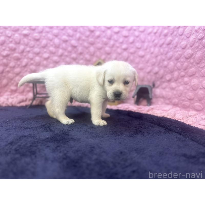 販売中の茨城県のラブラドールレトリーバー-421868の7枚目