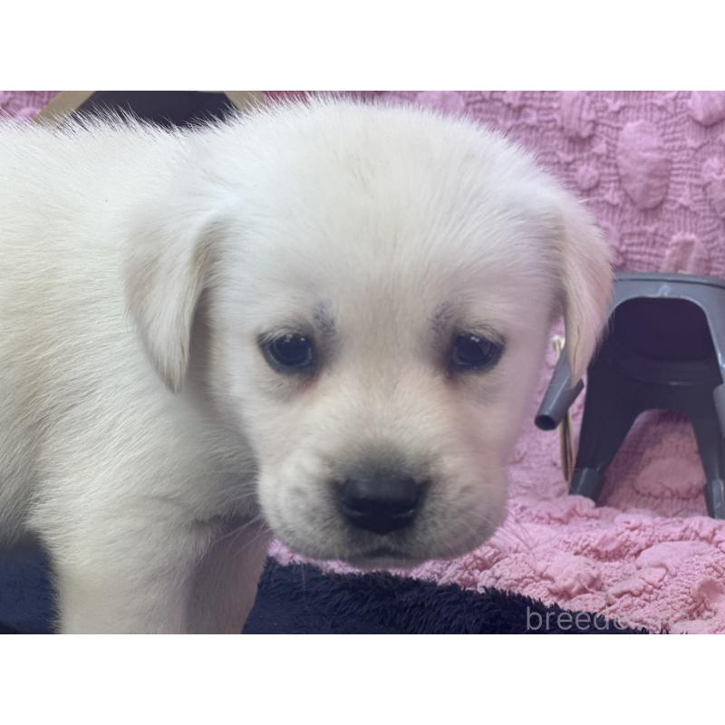 販売中の茨城県のラブラドールレトリーバー-421868の6枚目