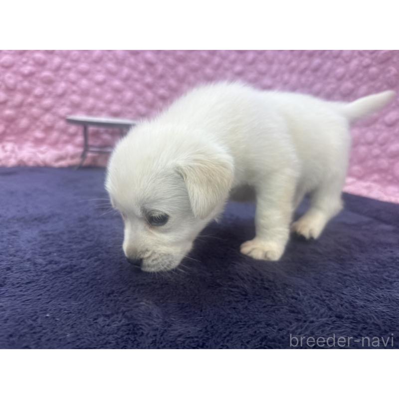 販売中の茨城県のラブラドールレトリーバー-421868の4枚目