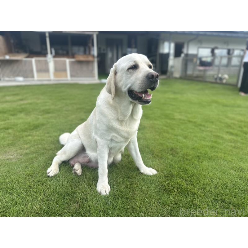 バゼーヌオブドラッカーハウスジエイピーちゃん1枚目