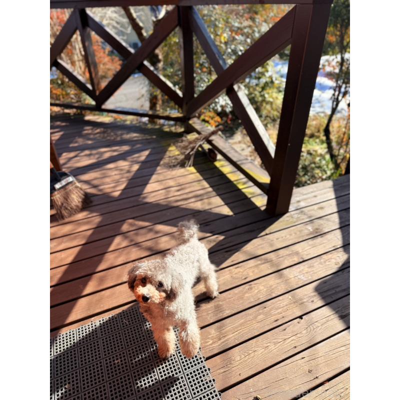 販売中の大阪府のトイプードル-421870の6枚目