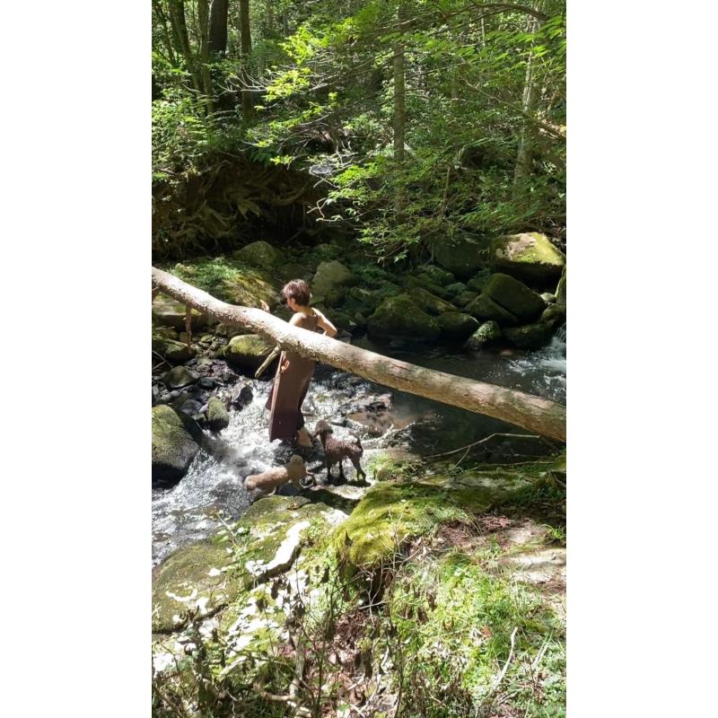 販売中の大阪府のトイプードル-421870の3枚目