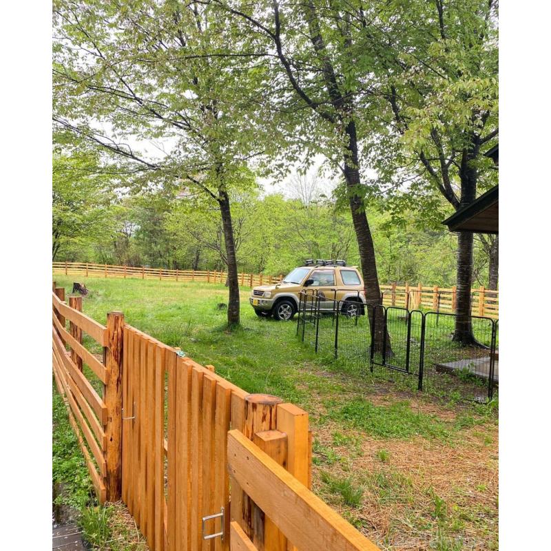 販売中の大阪府のトイプードル-421870の2枚目