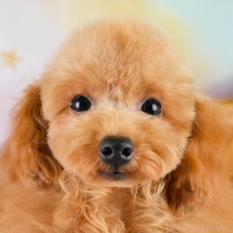 成約済の埼玉県のトイプードル-400160の1枚目