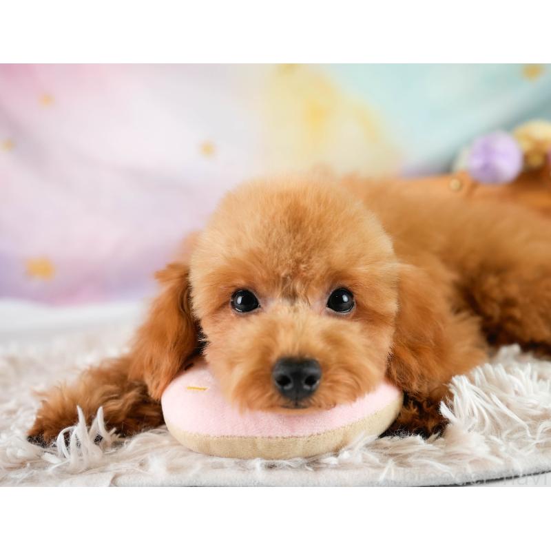 成約済の埼玉県のトイプードル-400160の8枚目