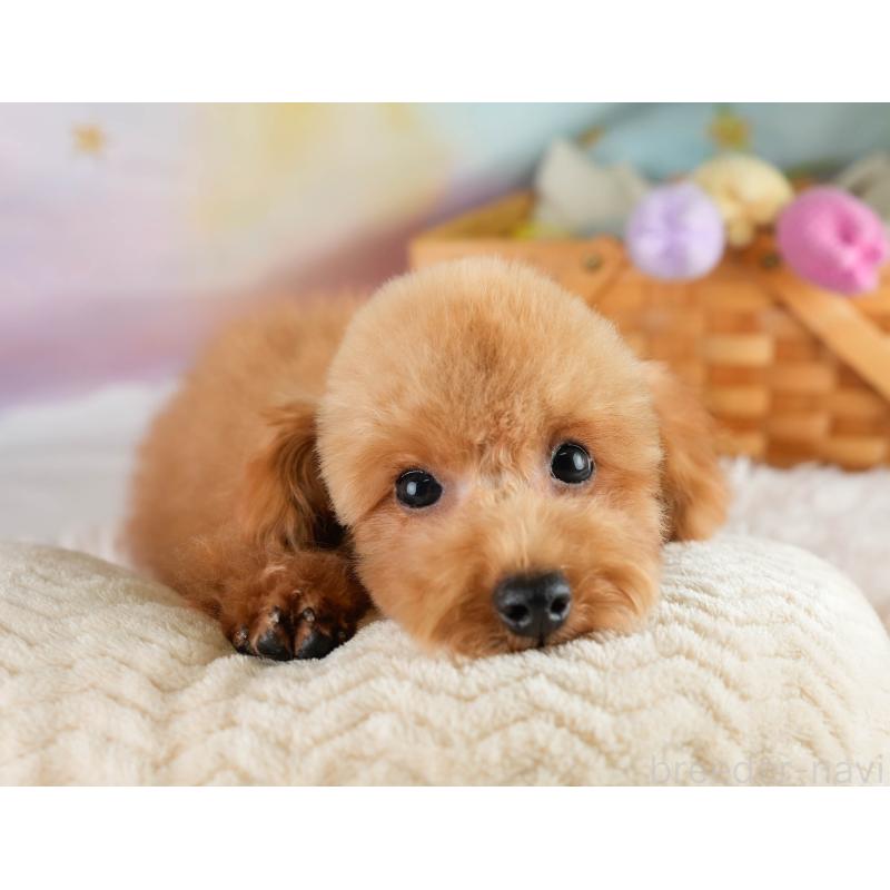 成約済の埼玉県のトイプードル-400160の6枚目