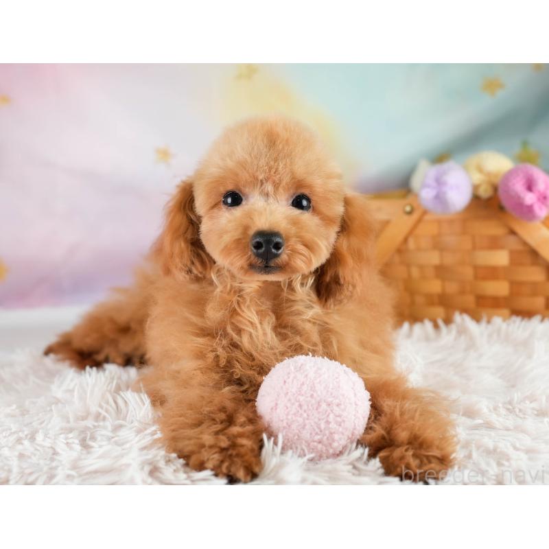 成約済の埼玉県のトイプードル-400160の5枚目