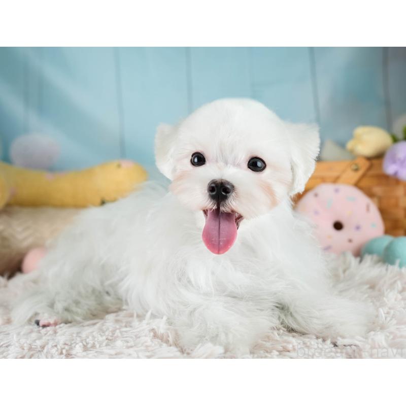 販売中の埼玉県のマルチーズ-413788の7枚目