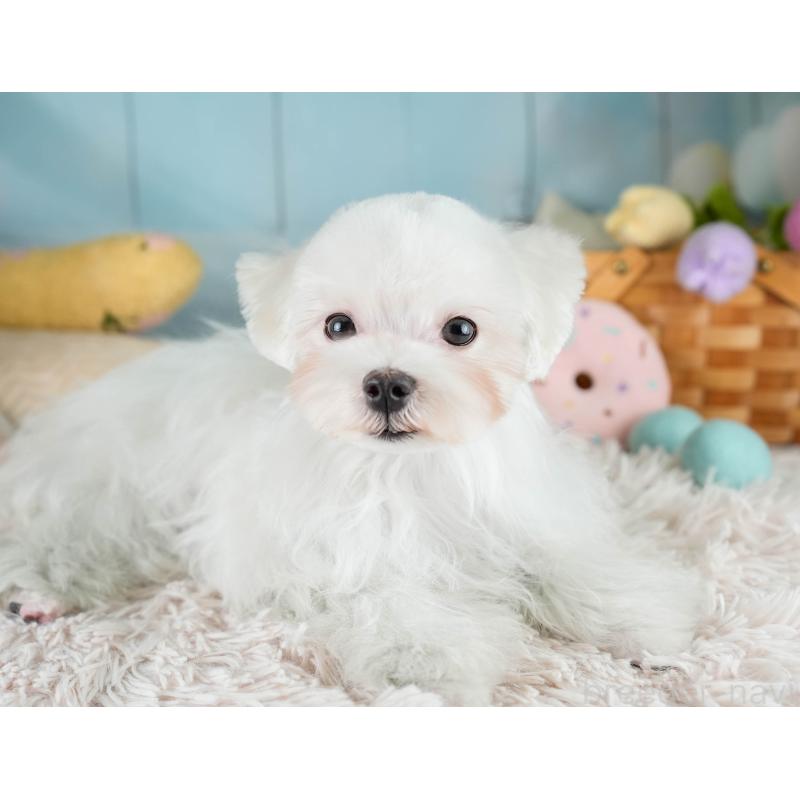 販売中の埼玉県のマルチーズ-413788の6枚目