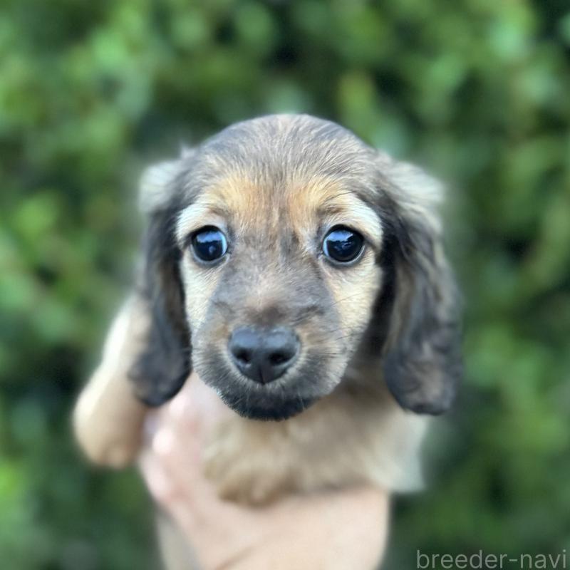 成約済の福岡県のミニチュアダックスフンド(ロングヘアード)-416641の2枚目