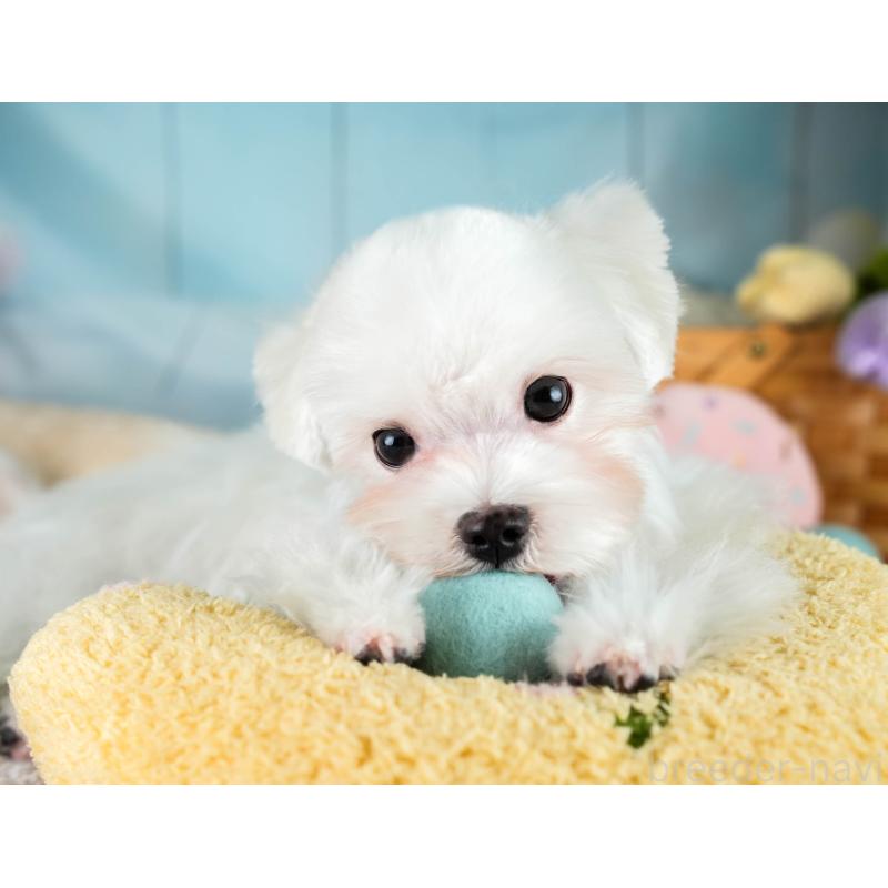 販売中の埼玉県のマルチーズ-413788の5枚目