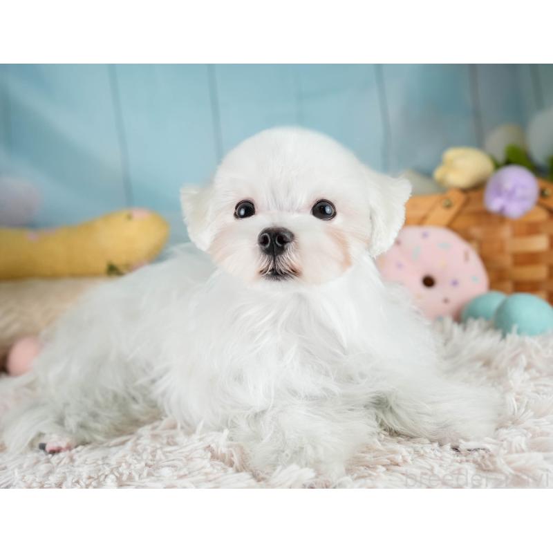 販売中の埼玉県のマルチーズ-413788の4枚目