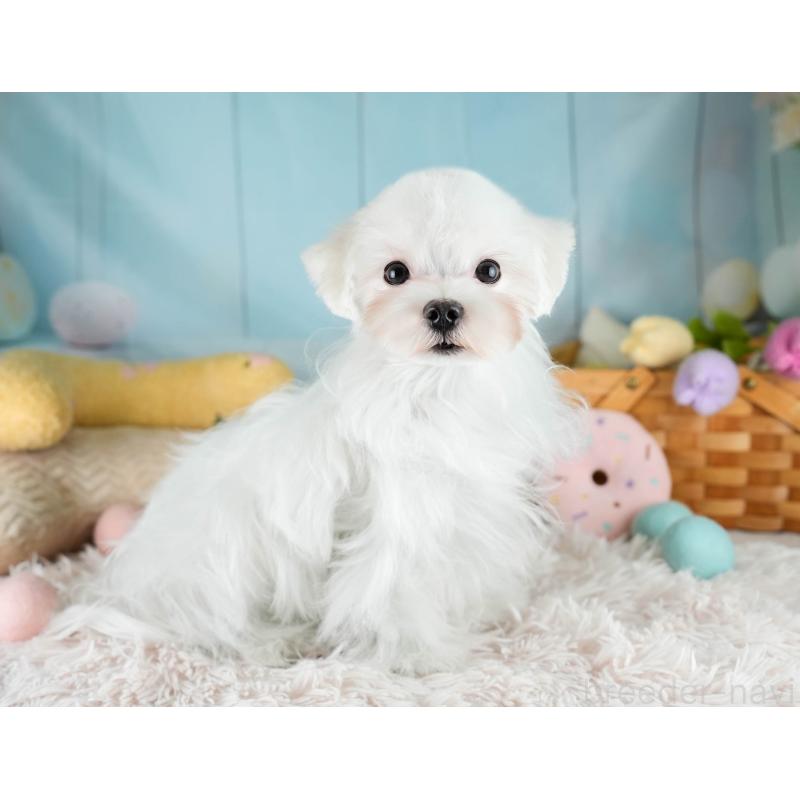 販売中の埼玉県のマルチーズ-413788の3枚目