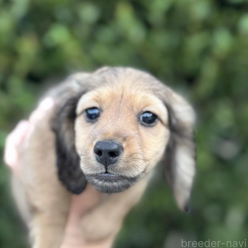 成約済の福岡県のミニチュアダックスフンド(ロングヘアード)-416643の2枚目