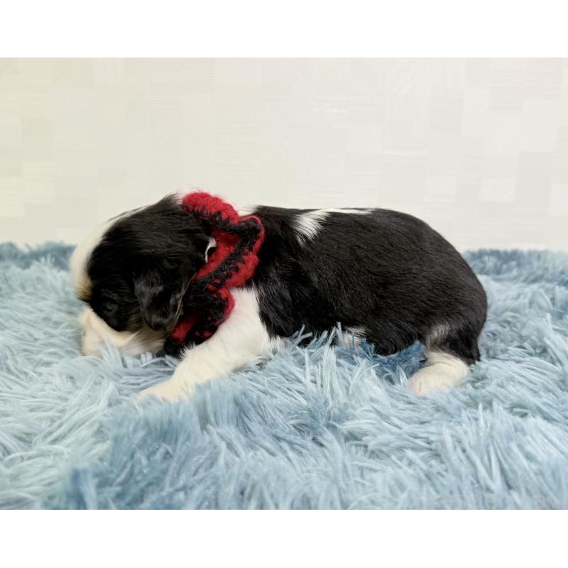 販売中の埼玉県のキャバリアキングチャールズスパニエル-421875の3枚目