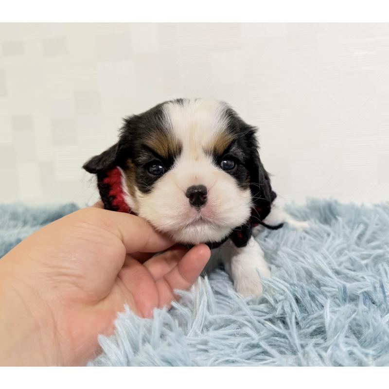 販売中の埼玉県のキャバリアキングチャールズスパニエル-421875の2枚目