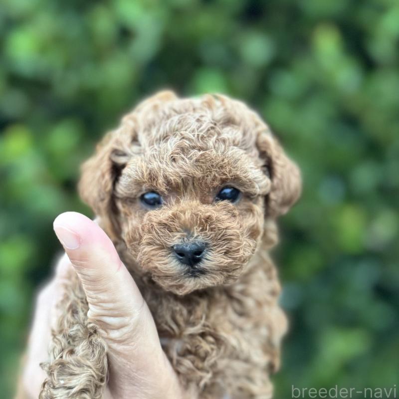 販売中の福岡県のトイプードル-420402