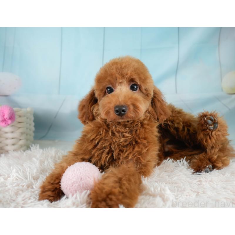 販売中の埼玉県のトイプードル-403636の11枚目