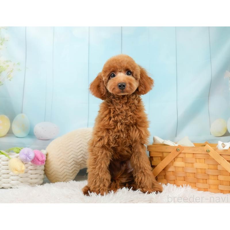 販売中の埼玉県のトイプードル-403636の10枚目