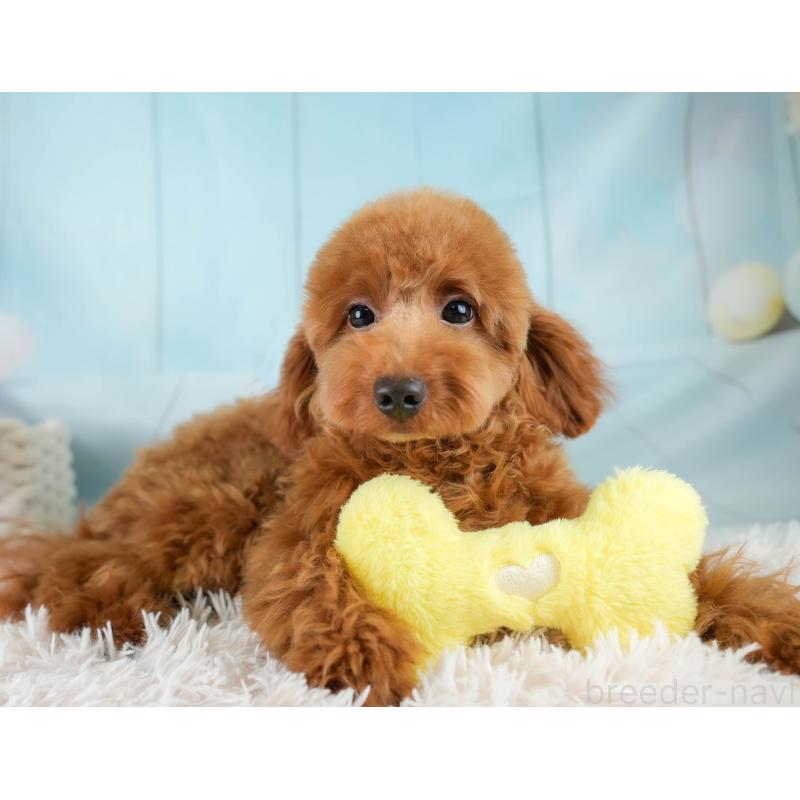 販売中の埼玉県のトイプードル-403636の9枚目