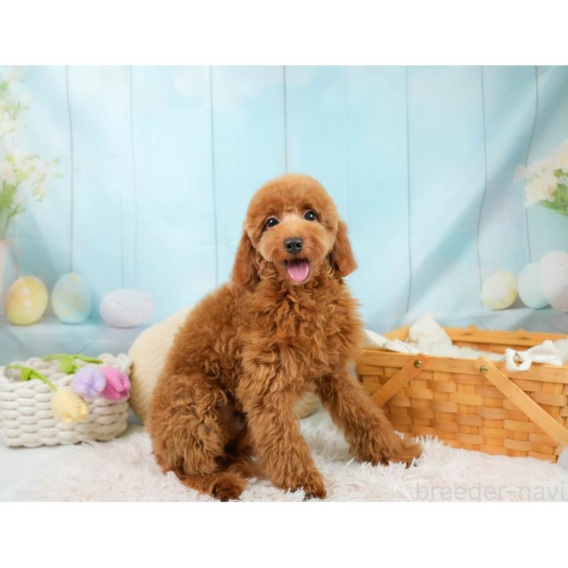 販売中の埼玉県のトイプードル-403636の8枚目