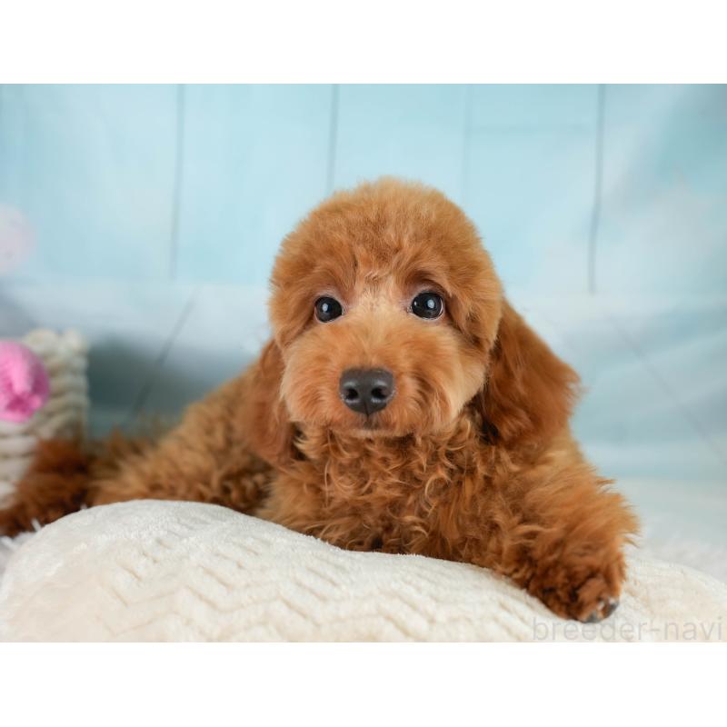 販売中の埼玉県のトイプードル-403636の7枚目