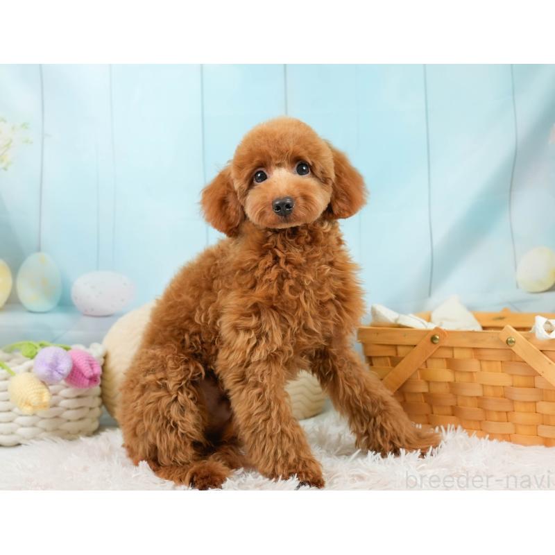 販売中の埼玉県のトイプードル-403636の6枚目