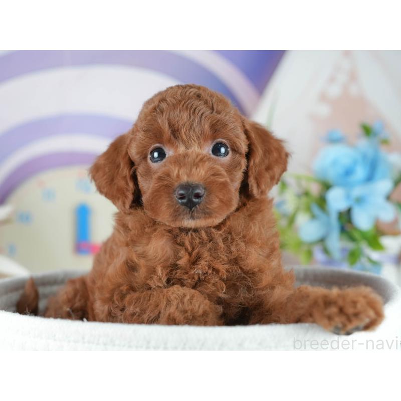 販売中の埼玉県のトイプードル-403636の5枚目