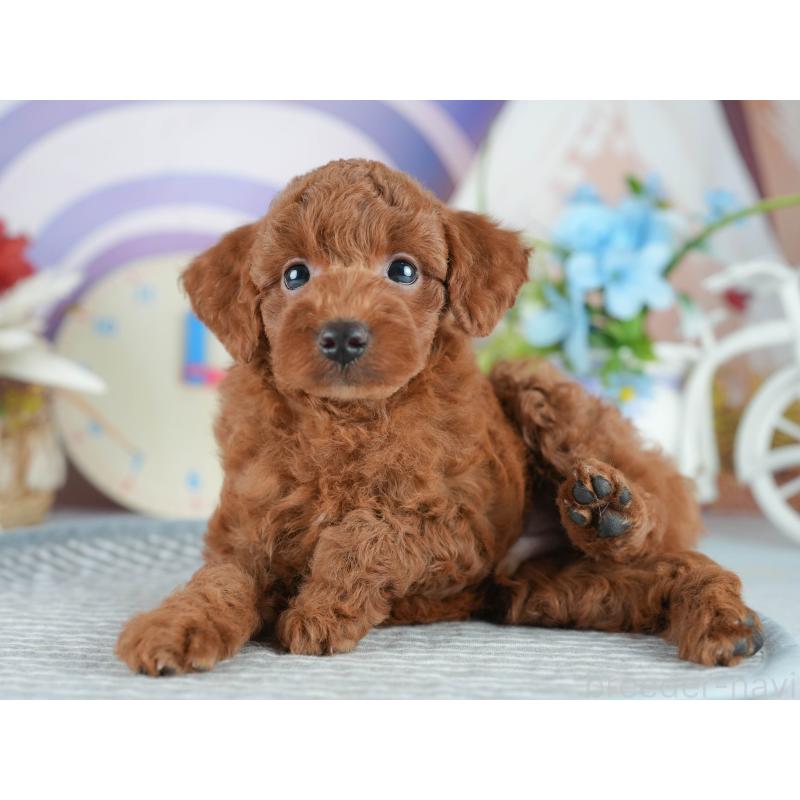 販売中の埼玉県のトイプードル-403636の4枚目