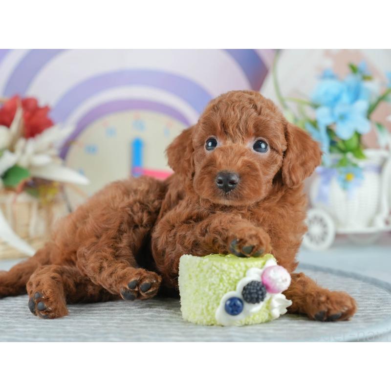 販売中の埼玉県のトイプードル-403636の3枚目