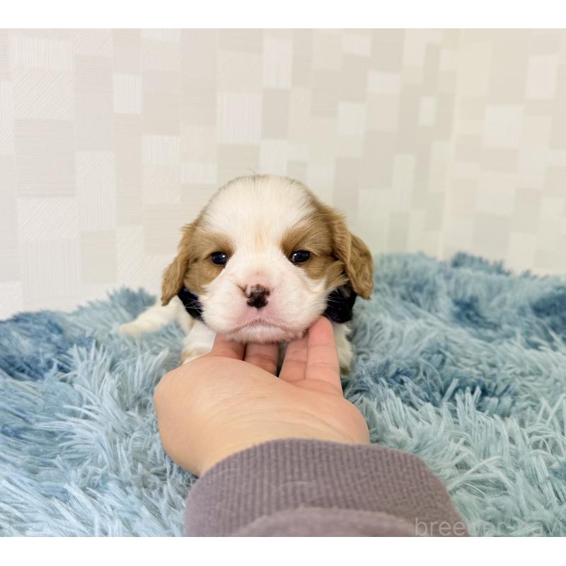 販売中の埼玉県のキャバリアキングチャールズスパニエル-421878の5枚目