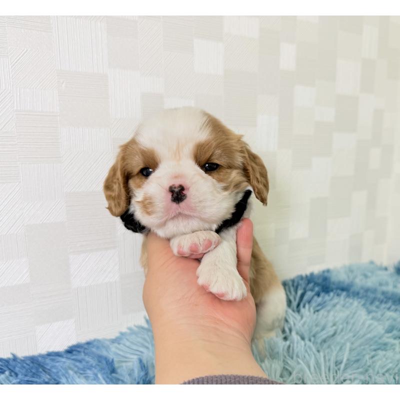 販売中の埼玉県のキャバリアキングチャールズスパニエル-421880の5枚目