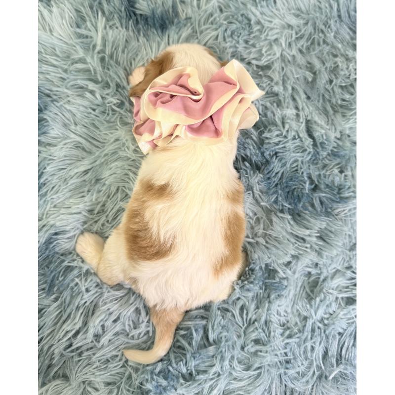 販売中の埼玉県のキャバリアキングチャールズスパニエル-421884の3枚目