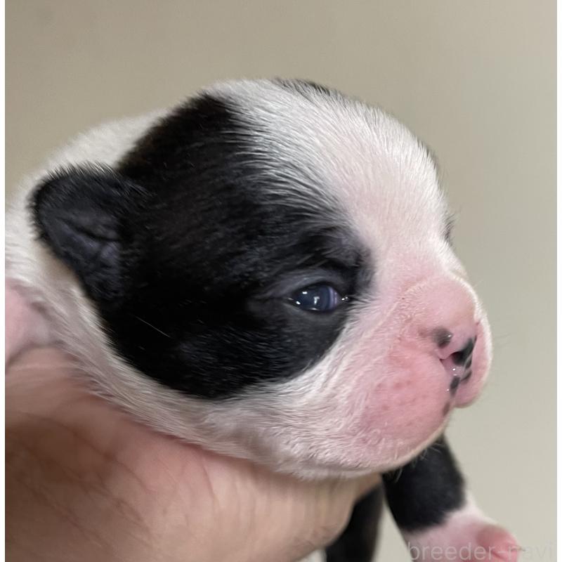 成約済の岡山県のボストンテリア-419608の4枚目