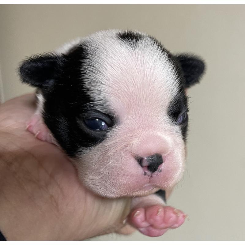 成約済の岡山県のボストンテリア-419605の6枚目