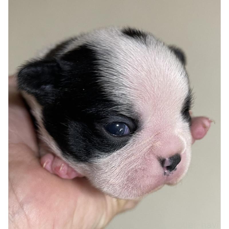 販売中の岡山県のボストンテリア-419605