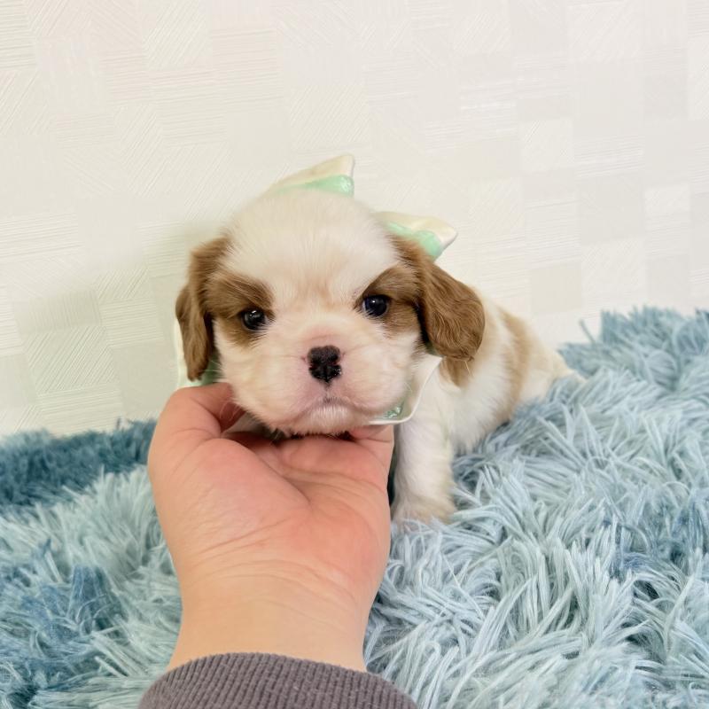 販売中の埼玉県のキャバリアキングチャールズスパニエル-421885の5枚目