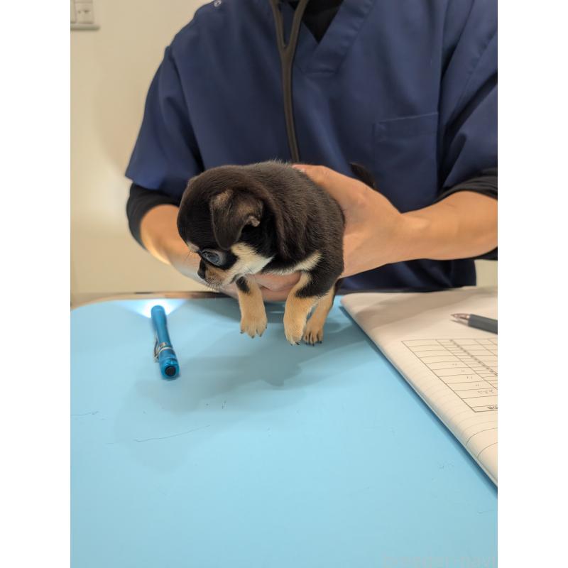 販売中の愛知県のチワワ(スムースコート)-419555の14枚目