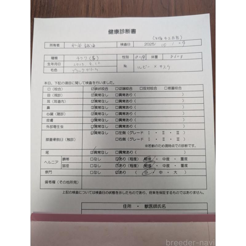 販売中の愛知県のチワワ(スムースコート)-419555の13枚目
