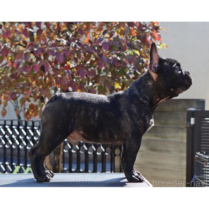 販売中の栃木県のフレンチブルドッグ-410143