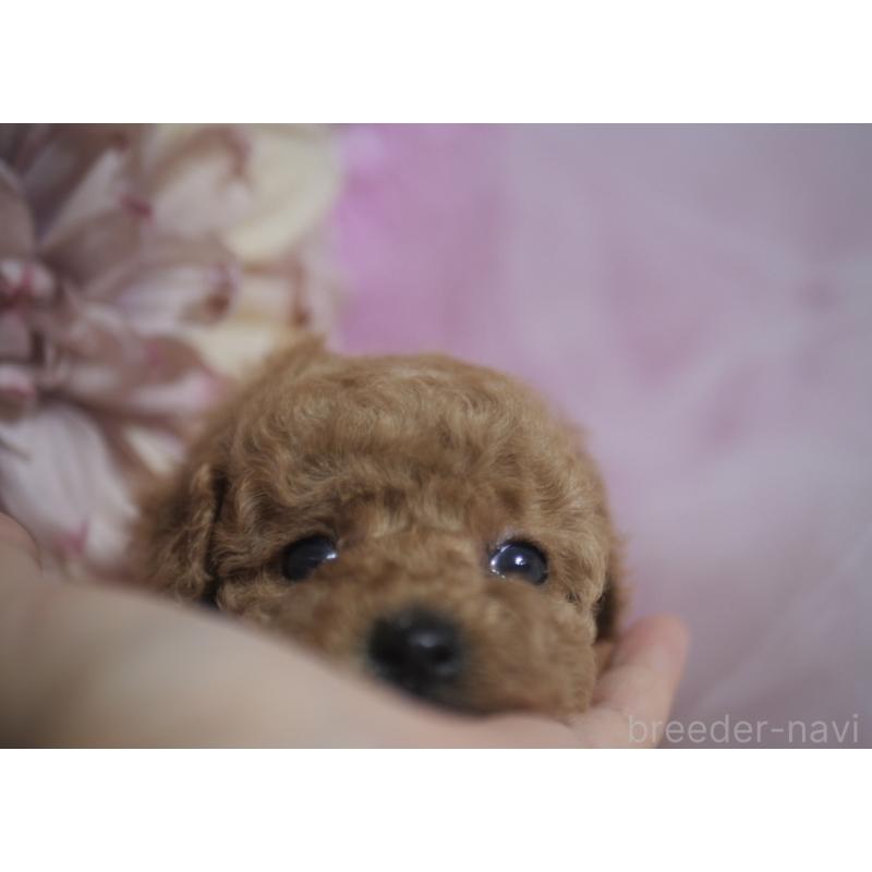 販売中の香川県のタイニープードル-421889の3枚目