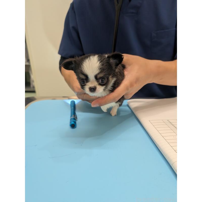 販売中の愛知県のチワワ(ロングコート)-420128の16枚目